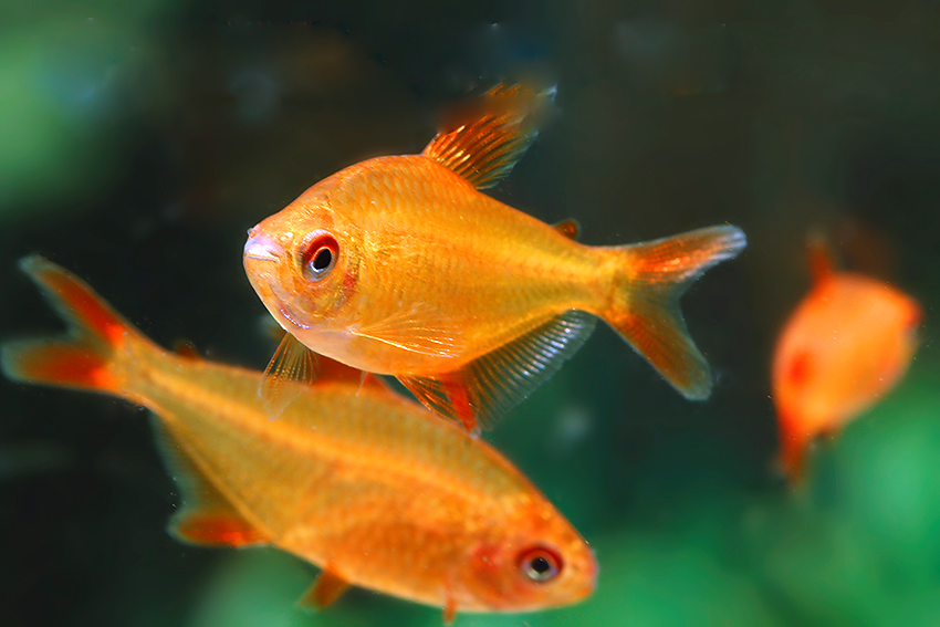 Red Cherry Muzel Tetra