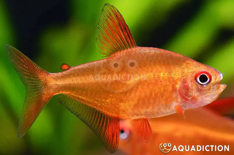 Lot of 5 Red Cherry Muzel Tetra