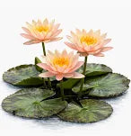 WATER LILY NYMPHAEA COLORADO BULB ORANGE HARDY