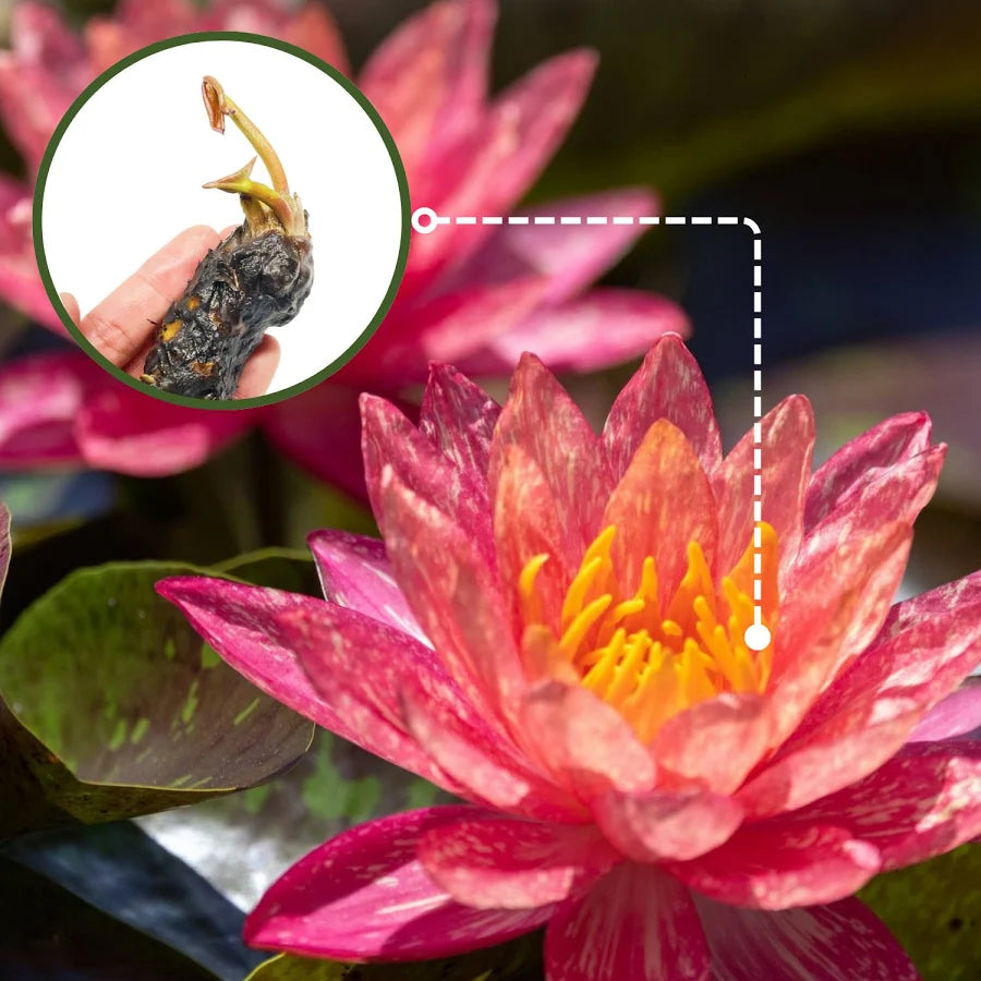 WATER LILY NYMPHAEA WANVISA RED OR RED AND YELLOW HARDY