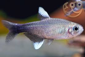 BAHIA BLACK DIAMOND TETRA - HYPHESOBRYCON NEGODAGUA