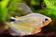 LOT OF 5 RACCOON TETRA