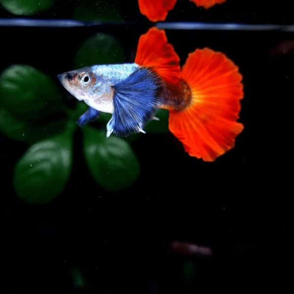 Guppies and Livebearers