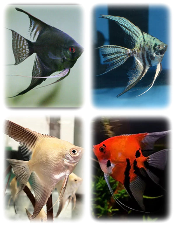 Angelfish