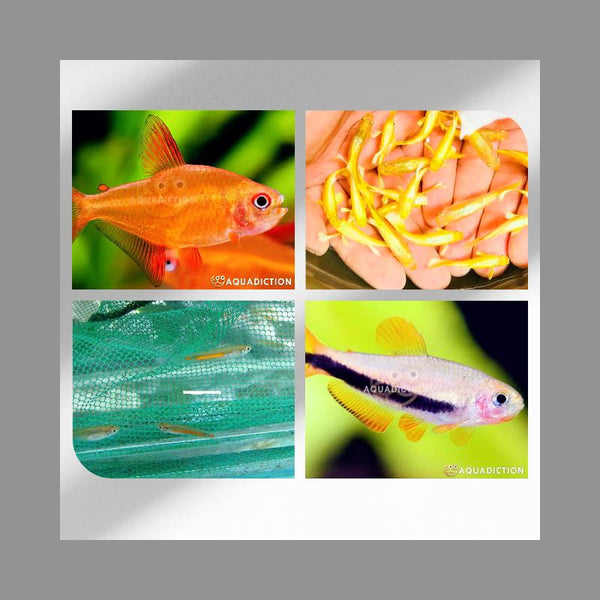 Tetras