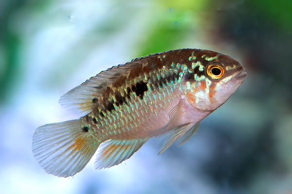 Cichlids