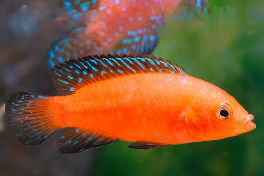 Hemichromis exsul