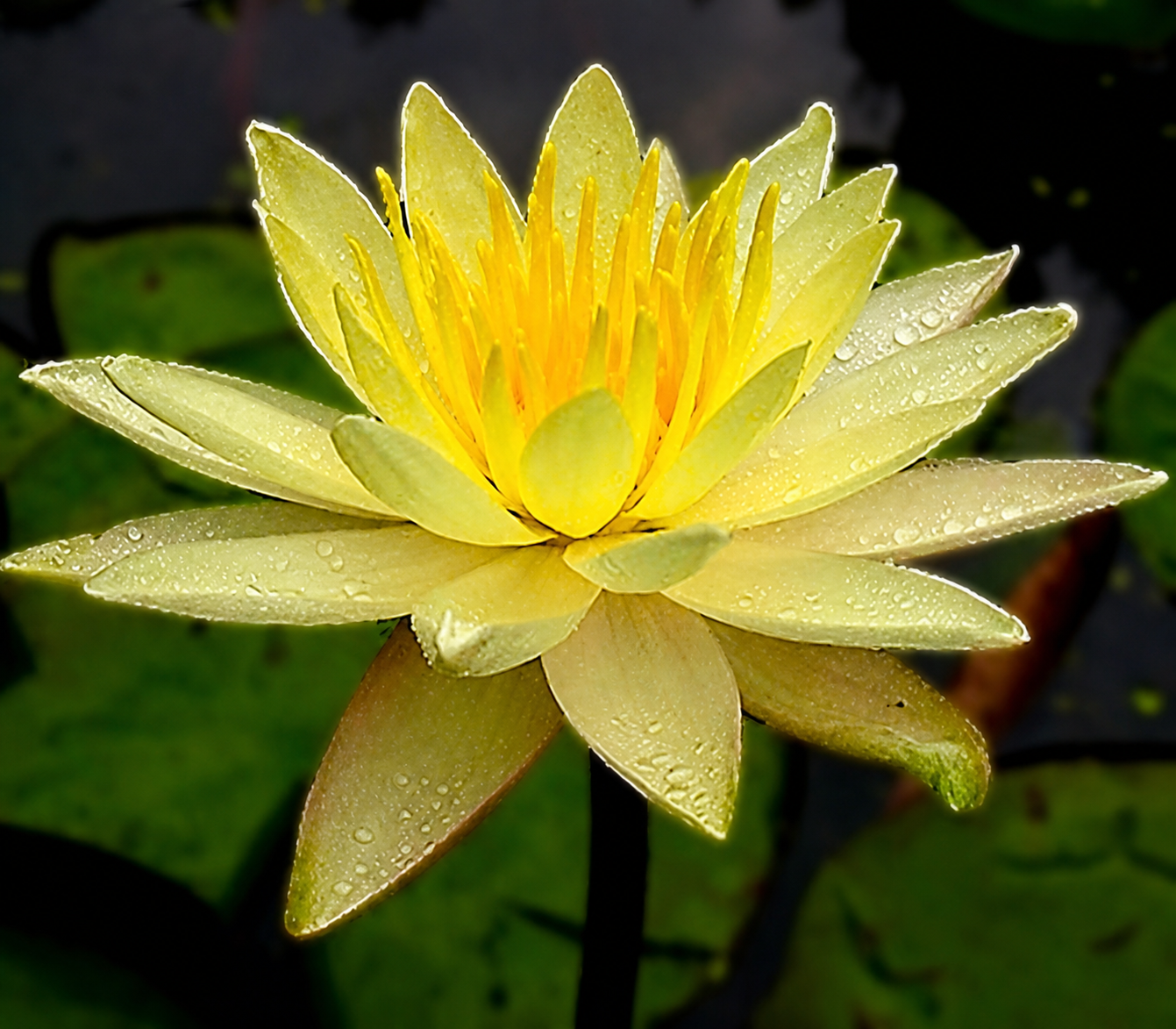 WATER LILY NYMPHAEA HELVOLA BULB