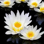 WATER LILY NYMPHAEA COLOSSEA  WHITE  HARDY