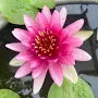 WATER LILY NYMPHAEA GLORIOSA RED HARDY