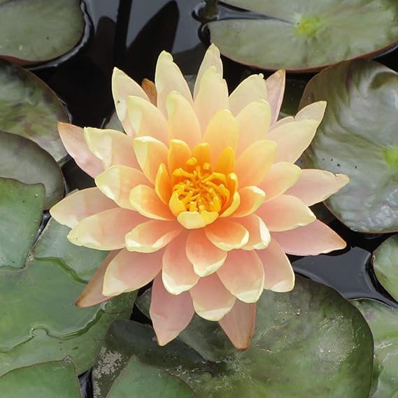 WATER LILY NYMPHAEA MUNGKALA UBON YELLOW HARDY