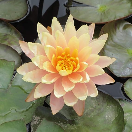 WATER LILY NYMPHAEA MUNGKALA UBON YELLOW HARDY