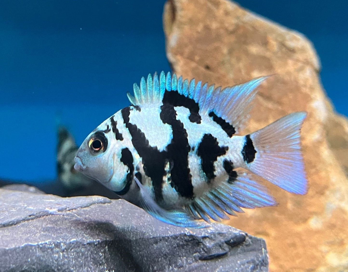 Polar Blue Cichlid