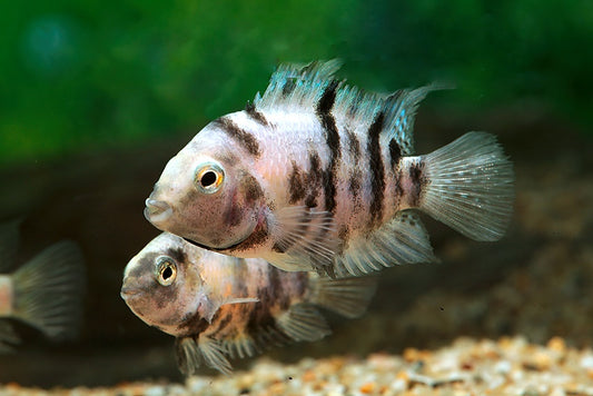 Marbled Convict Cichlid