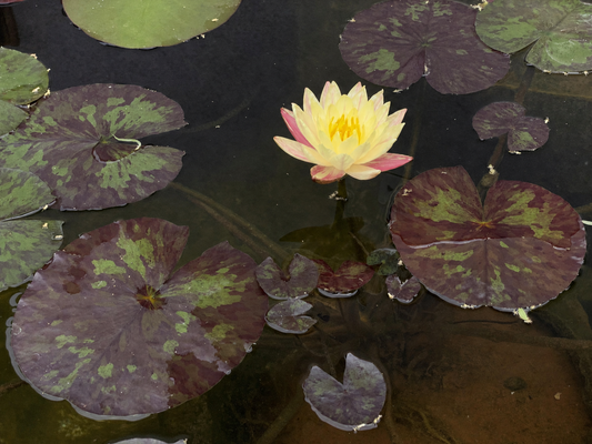 WATER LILY NYMPHAEA SIAM FANTASY
