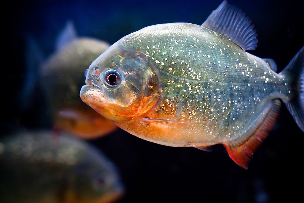 LOT of 5 Caribe Piranha Pygocentrus cariba