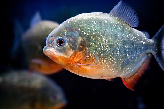 LOT of 10 Caribe Piranha Pygocentrus cariba