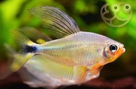 RACCOON TETRA - HYPHESOBRYCON PROCON
