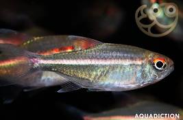 LOT OF 5 WATERMELON TETRA