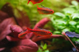 FIRE ANT TETRA