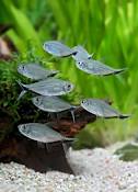LOT OF 6 BLACKLINE TETRA