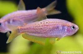 LOT OF 5 SCRATCHED TETRA