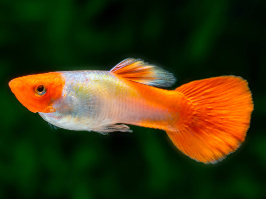 Koi Kohaku Red+White Guppy