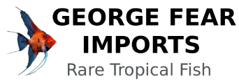 George Fear Imports