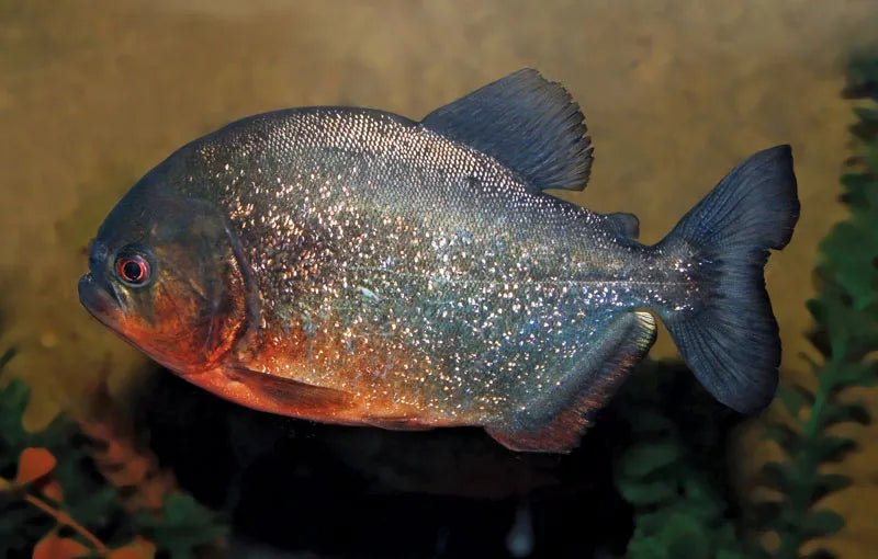 LOT of 5 Caribe Piranha Pygocentrus cariba